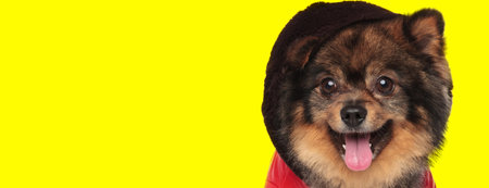 close up of a cute spitz dog wearing a jacket with the hood on head while panting happy on yellow studio backgroundの写真素材