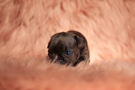 cute little american bully sniffing around and sitting on pink fur backgroundの写真素材