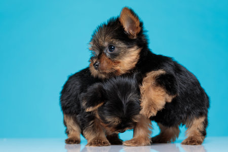 adorable couple of yorkshire terrier cuddling, holding head on neck, standing on blue background