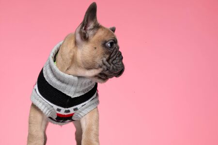 adorable small french bulldog wearing costume and looking to side, standing on pink backgroundの写真素材