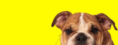 close up of a sweet english bulldog dog with brown fur hiding and looking at camera happy on yellow studio backgroundの写真素材