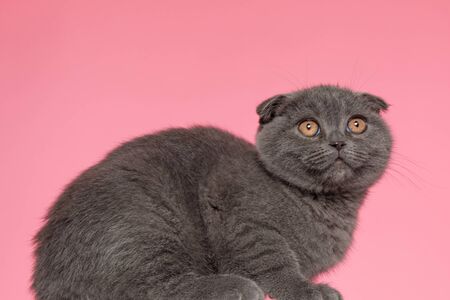 side view of adorable scotish fold kitty laying down and sitting on pink backgroundの写真素材