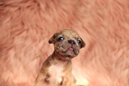 cute american bully looking up and sticking out tongue on pink fur background