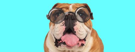 nerdy funny English Bulldog dog sticking out his tongue, wearing eyeglasses and sitting on blue backgroundの写真素材