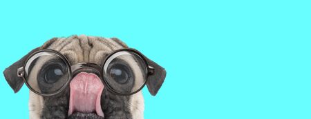 cute funny Pug dog licking his nose, hiding his face from camera and wearing eyeglasses on blue backgroundの写真素材