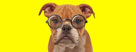 unhappy english bulldog puppy wearing glasses on yellow backgroundの写真素材