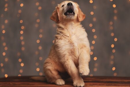 happy golden retriever baby animal looking up and jumping on wooden floorの写真素材
