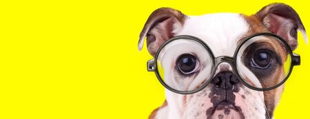 adorable english bulldog puppy with big eyes wearing glasses on yellow backgroundの写真素材