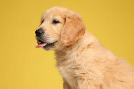 side view of cute labrador retriever dog sticking out tongue and sitting on yellow backgroundの写真素材
