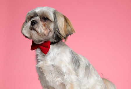cute shih tzu puppy looking to side and wearing red bowtie on pink background