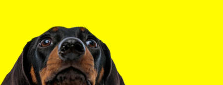 Focused Teckel curiously looking up on yellow studio backgroundの写真素材