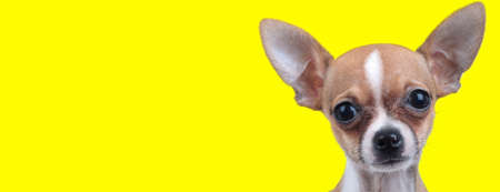 Eager Chiwawa looking forward and being curious on yellow studio backgroundの写真素材