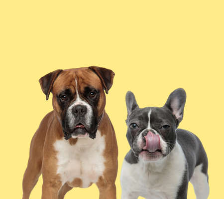 cute boxer dog standing next to a french bulldog dog licking nose on yellow backgroundの写真素材