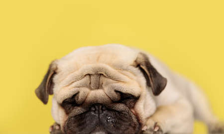 lazy little pug dog lying down with his head resting on the floor and sleeping on yellow backgroundの写真素材