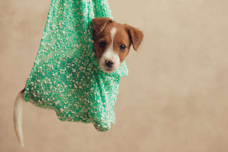 cute jack russell terrier dog sitting in a cloth with his body to a side and looking at the cameraの写真素材