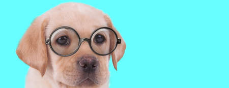 young funny Labrador Retriever dog sitting with no occupation, wearing eyeglasses and looking away on blue backgroundの写真素材