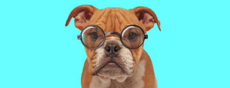 nerdy cute English Bulldog dog sitting, wearing eyeglasses and looking at camera on blue backgroundの写真素材