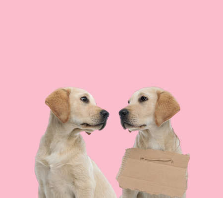 team of two labradors retriever looking at each other on pink backgroundの写真素材