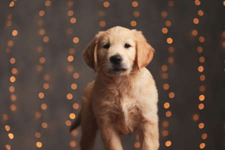 adorable golden retriever puppy walking on background lightsの写真素材