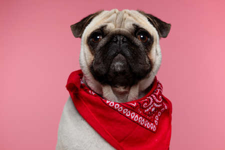 beautiful pug dog wearing a red bandana, sitting and looking at camera with an inoffensive look on his face on pink backgroundの写真素材