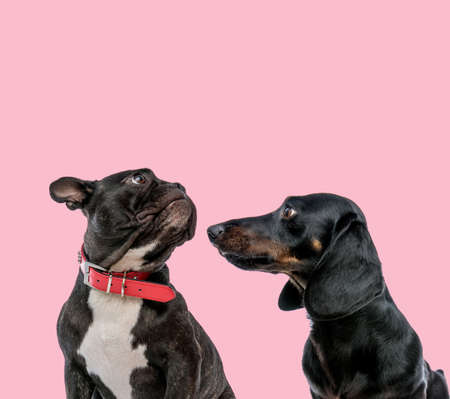 team of pug wearing red collar and teckel dachshund on pink backgroundの写真素材
