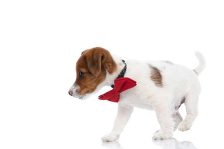 side view of a cute little jack russell terrier dog walking to a side, wearing a red bowtie on white backgroundの写真素材