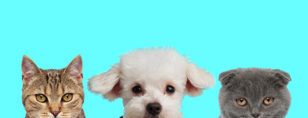 metis cat, Bichon dog, Scottish Fold cat looking at camera with half of face hidden on blue...