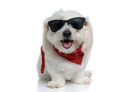 adorable little bichon dog striking a cool pose with sunglasses and bandana, sticking out tongue and...