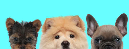 sad Chow Chow dog standing between a little Shih Tzu dog hiding his face and a cute French Bulldog dog looking at the camera on blue backgroundの写真素材