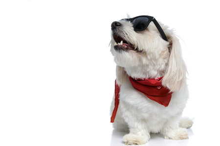 cute bichon dog wearing sunglasses and bandana, panting, looking aside and sitting on white...