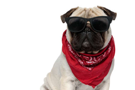 Cool Pug puppy wearing bandana and sunglasses while sitting on white studio backgroundの写真素材