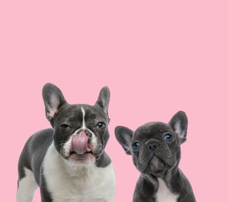 team of two french bulldogs licking nose on pink backgroundの写真素材