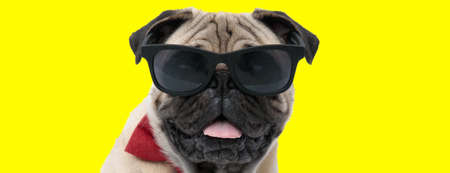 Lovely Pug wearing sunglasses and bowtie, panting and smiling on yellow studio backgroundの写真素材