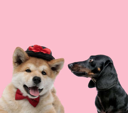team of akita inu and teckel dachshund wearing hat and bowtie on pink backgroundの写真素材