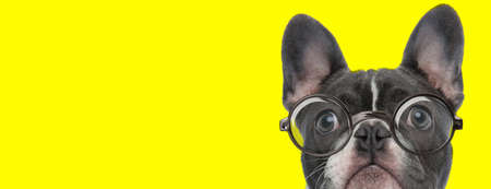 suspicious french bulldog puppy wearing glasses and looking up on yellow backgroundの写真素材