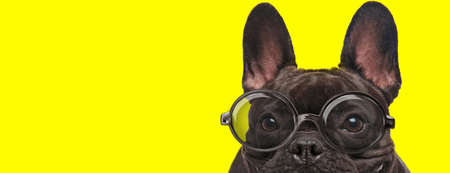 timid french bulldog puppy wearing glasses and hiding on yellow backgroundの写真素材