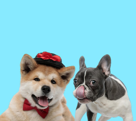 French bulldog licking its nose and Akita Inu wearing hat and bowtie on blue background