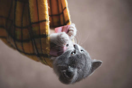cute british shorthair cat playing with her bowtie while hanging in a cloth against gray backgroundの写真素材