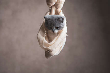 beautiful british longhair cat looking down and feeling amazed, hanging in a cloth on gray backgroundの写真素材