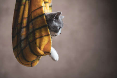 baby british shorthair cat wrapped in a cloth like a gift and looking aside against gray backgroundの写真素材