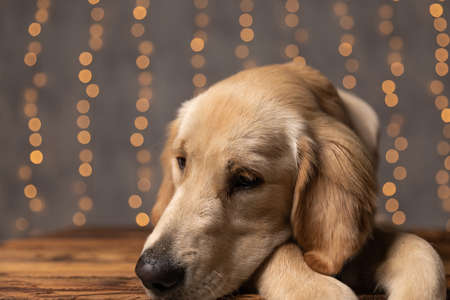 sad golden retriever dog holding head on paws and laying down on wooden floor on lights background in studioの写真素材