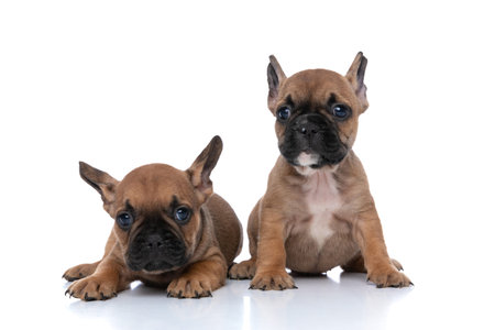 two french bulldog dogs with fawn fur sitting and laying around against white backgroundの写真素材