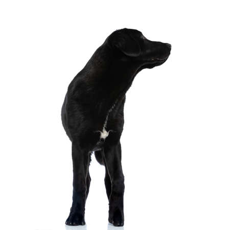 beautiful labrador retriever dog standing at the camera and looking to his side against white backgroundの写真素材