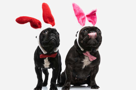 two adorable french bulldog dogs looking up, licking mouth and wearing bunny earsの写真素材