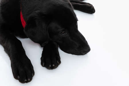 tired labrador dog resting on the ground and wearing a red bandana against white backgroundの写真素材
