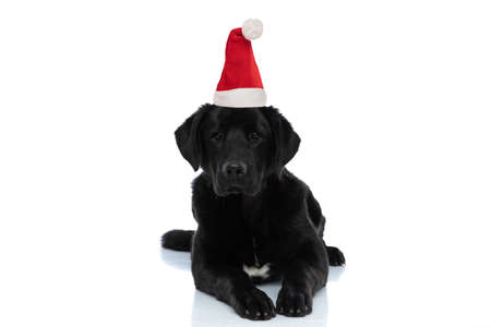 beautiful labrador retriever dog laying down and wearing a christmas hat against white backgroundの写真素材