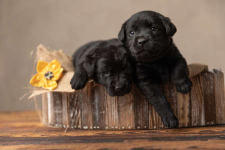 two cute labrador retriever dogs cuddling and laying in their wooden bed against gray backgroundの写真素材