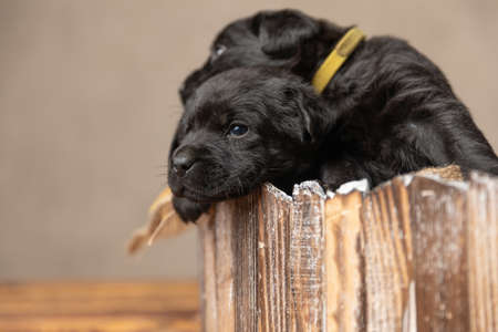labrador retriever baby dog is resting on his friend in their wooden bed on gray backgroundの写真素材
