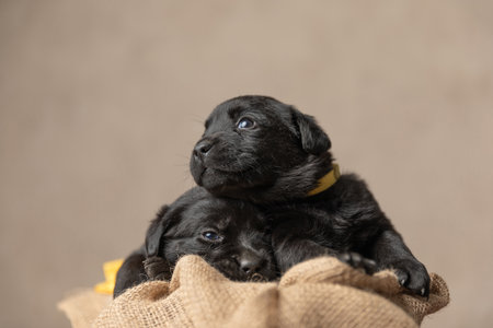 two adorable labrador retriever dogs sleeping on each other in their wooden bedの写真素材