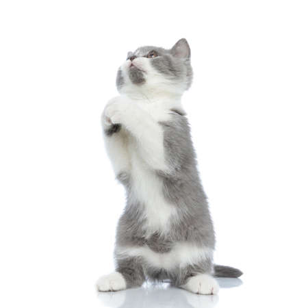 british shorthair cat standing on hind legs and praying against white backgroundの写真素材